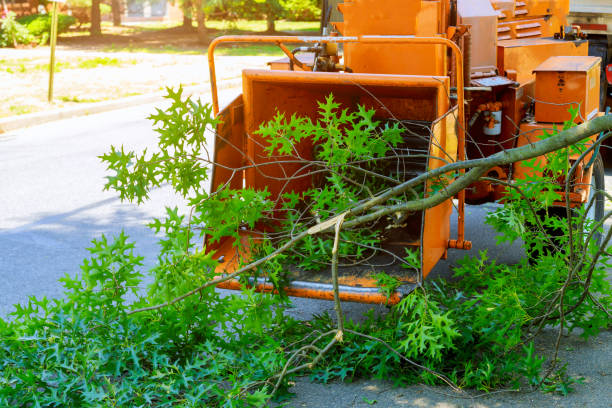 The Steps Involved in Our Tree Care Process in Calais, ME